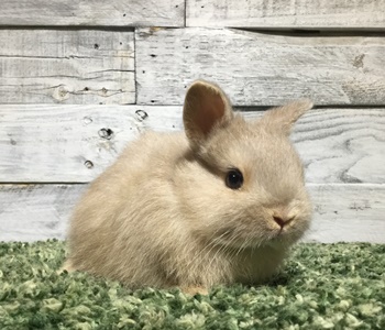 うさぎの専門店 うさぎの丘 うさぎの専門店 うさぎの丘