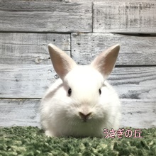 うさぎの専門店 うさぎの丘
