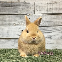 うさぎの専門店 うさぎの丘 うさぎの専門店 うさぎの丘