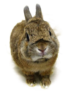 うさぎの専門店 うさぎの丘
